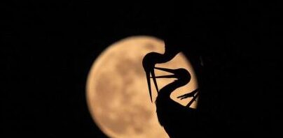 ¿Por qué se llama claro de luna? ¿Por qué se llama claro de luna?