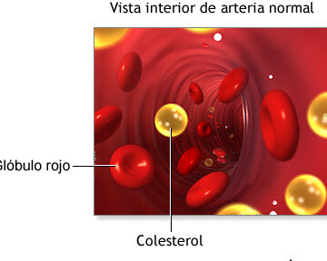 ¿Por qué se llama colesterol bueno?