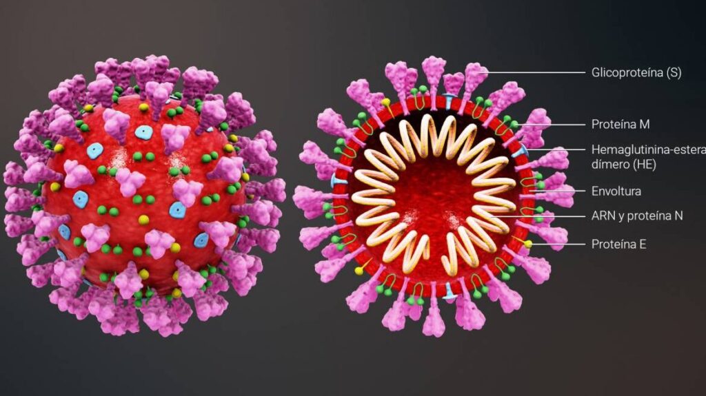 ¿Por qué se llama coronavirus a este virus?