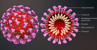 ¿Por qué se llama coronavirus a este virus?