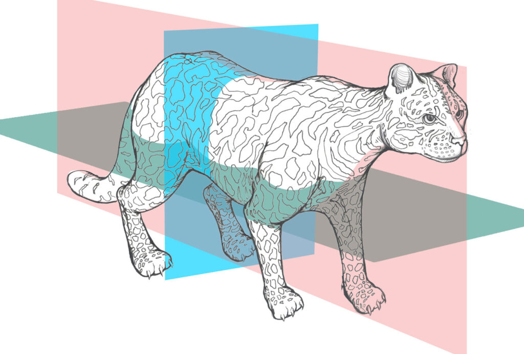 ¿Por qué se llama decúbito dorsal? ¿Por qué se llama decúbito dorsal?