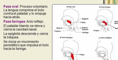 ¿Por qué se llama deglución?