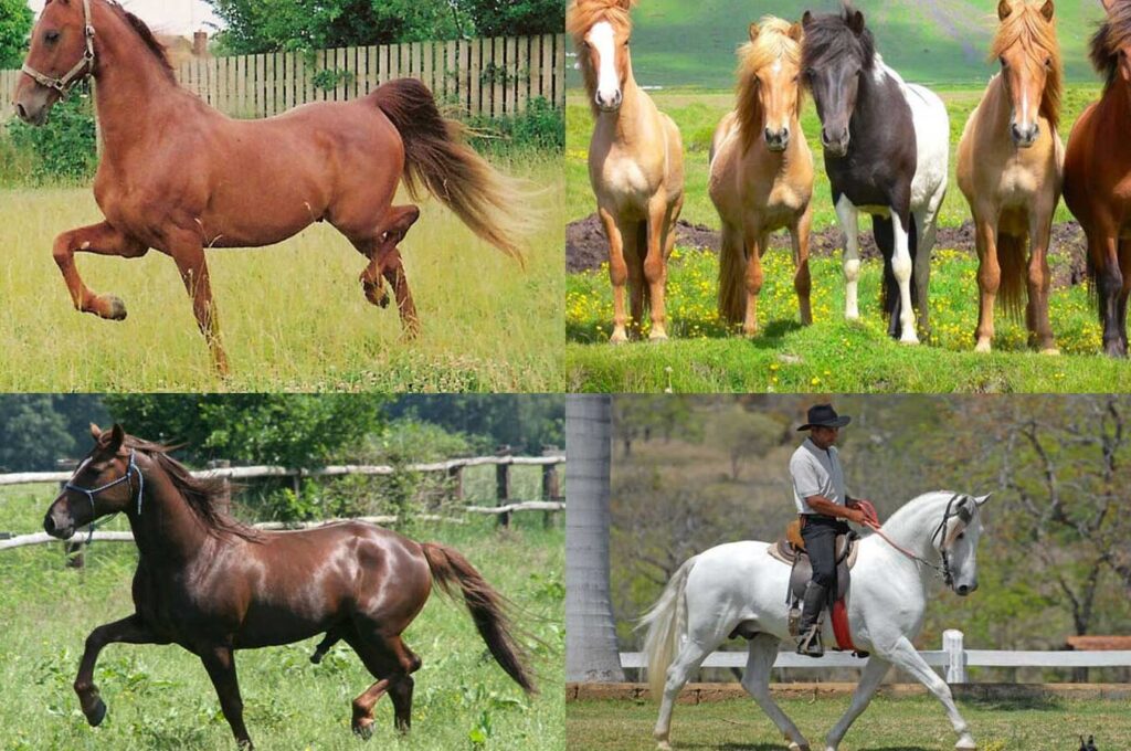 ¿Por qué se llama dolor de caballo?