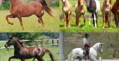 ¿Por qué se llama dolor de caballo? ¿Por qué se llama dolor de caballo?