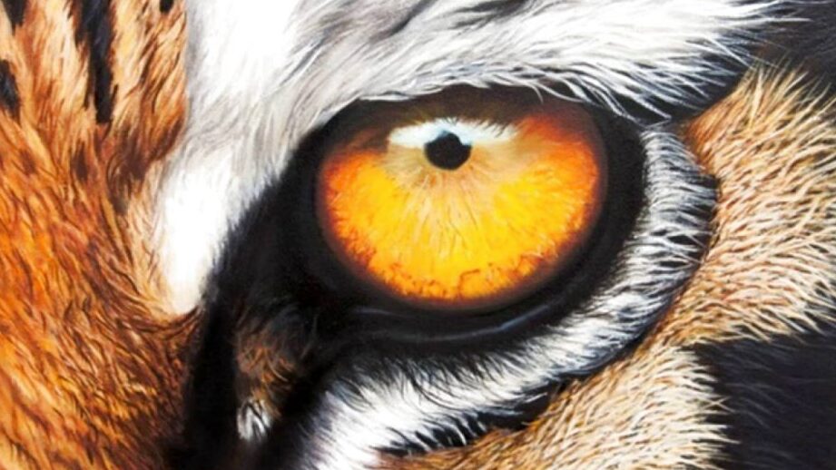 ¿Por qué se llama el ojo de tigre? ¿Por qué se llama el ojo de tigre?