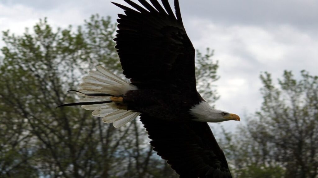 ¿Por qué se llama Haliaeetus leucocephalus? ¿Por qué se llama Haliaeetus leucocephalus?
