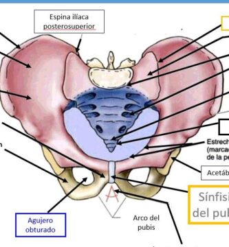¿Por qué se llama hueso sacro?