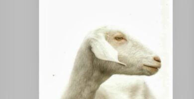 ¿Por qué se llama Intemperie el libro de Jesús Carrasco? ¿Por qué se llama Intemperie el libro de Jesús Carrasco?