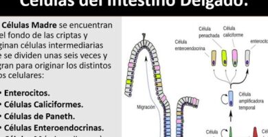 ¿Por qué se llama intestino delgado? ¿Por qué se llama intestino delgado?
