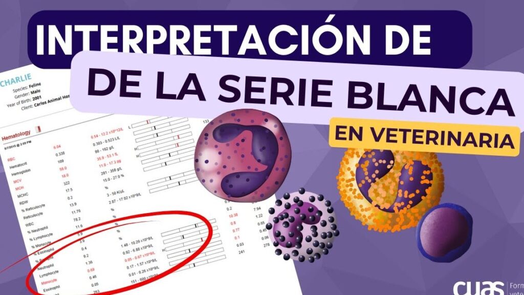¿Por qué se llama leucocitosis con desviación derecha? ¿Por qué se llama leucocitosis con desviación derecha?