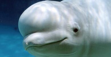 ¿Por qué se llaman a las belugas canarios de mar? ¿Por qué se llaman a las belugas canarios de mar?