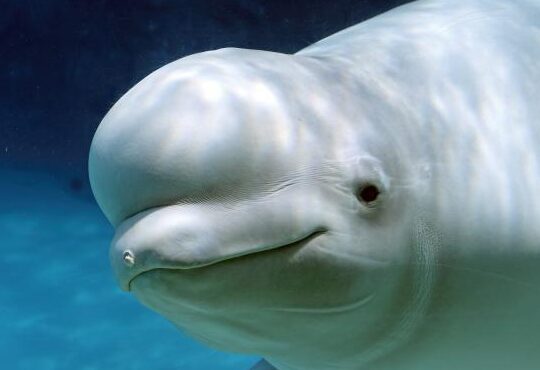 ¿Por qué se llaman a las belugas canarios de mar? ¿Por qué se llaman a las belugas canarios de mar?
