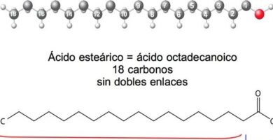 ¿Por qué se llaman ácidos grasos? ¿Por qué se llaman ácidos grasos?
