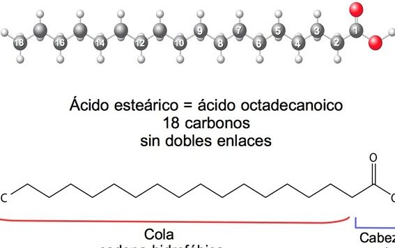 ¿Por qué se llaman ácidos grasos? ¿Por qué se llaman ácidos grasos?