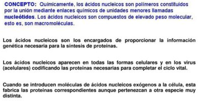¿Por qué se llaman ácidos nucleicos? ¿Por qué se llaman ácidos nucleicos?