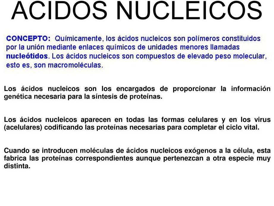 ¿Por qué se llaman ácidos nucleicos? ¿Por qué se llaman ácidos nucleicos?