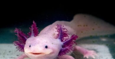 ¿Por qué se llaman anfibios? ¿Por qué se llaman anfibios?