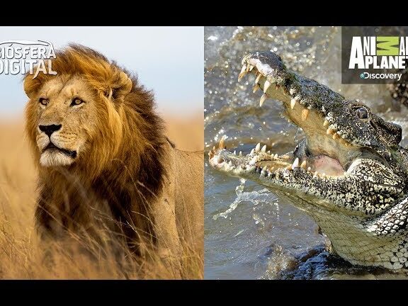 ¿Por qué se llaman animales de sangre fría y caliente? ¿Por qué se llaman animales de sangre fría y caliente?