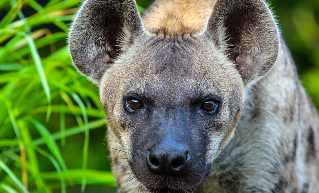 ¿Por qué se llaman animales mamíferos? ¿Por qué se llaman animales mamíferos?