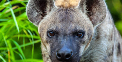 ¿Por qué se llaman animales mamíferos? ¿Por qué se llaman animales mamíferos?