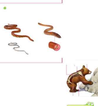 ¿Por qué se llaman animales vertebrados?
