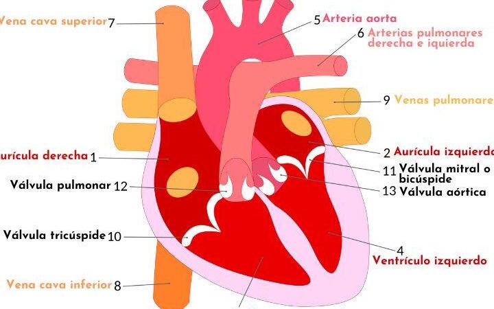 ¿Por qué se llaman aurículas? ¿Por qué se llaman aurículas?