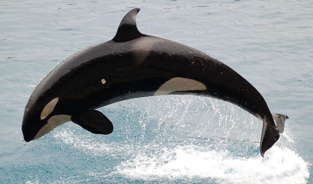 ¿Por qué se llaman ballenas asesinas? ¿Por qué se llaman ballenas asesinas?