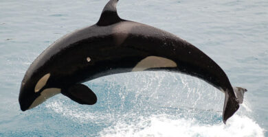 ¿Por qué se llaman ballenas asesinas? ¿Por qué se llaman ballenas asesinas?