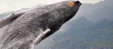¿Por qué se llaman ballenas jorobadas? ¿Por qué se llaman ballenas jorobadas?