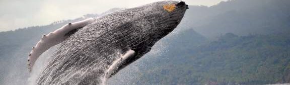 ¿Por qué se llaman ballenas jorobadas? ¿Por qué se llaman ballenas jorobadas?