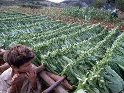 ¿Por qué se llaman cigarros? ¿Por qué se llaman cigarros?