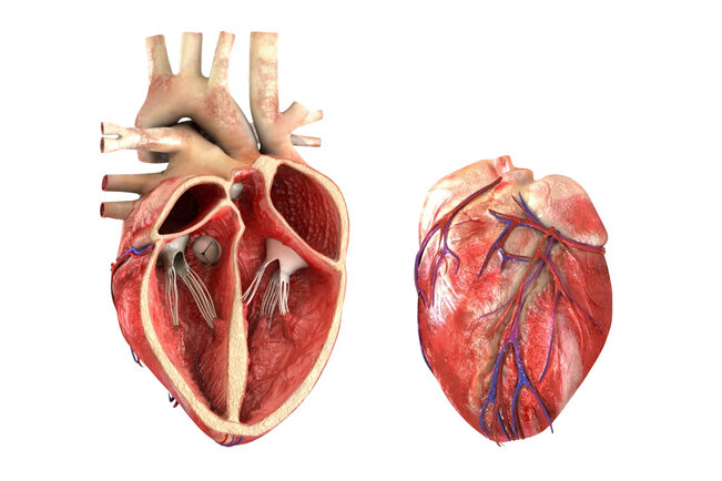 ¿Por qué se llaman coronarias a las venas del corazón? ¿Por qué se llaman coronarias a las venas del corazón?