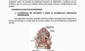¿Por qué se llaman glándulas anejas?