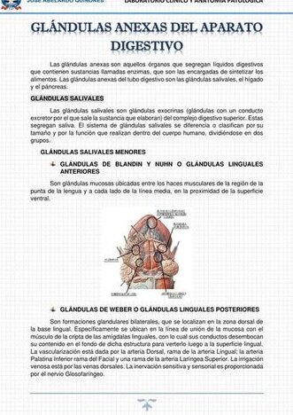 ¿Por qué se llaman glándulas anejas? ¿Por qué se llaman glándulas anejas?