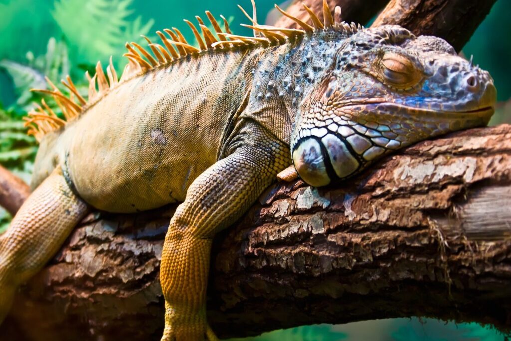 ¿Por qué se llaman Islas Galápagos?