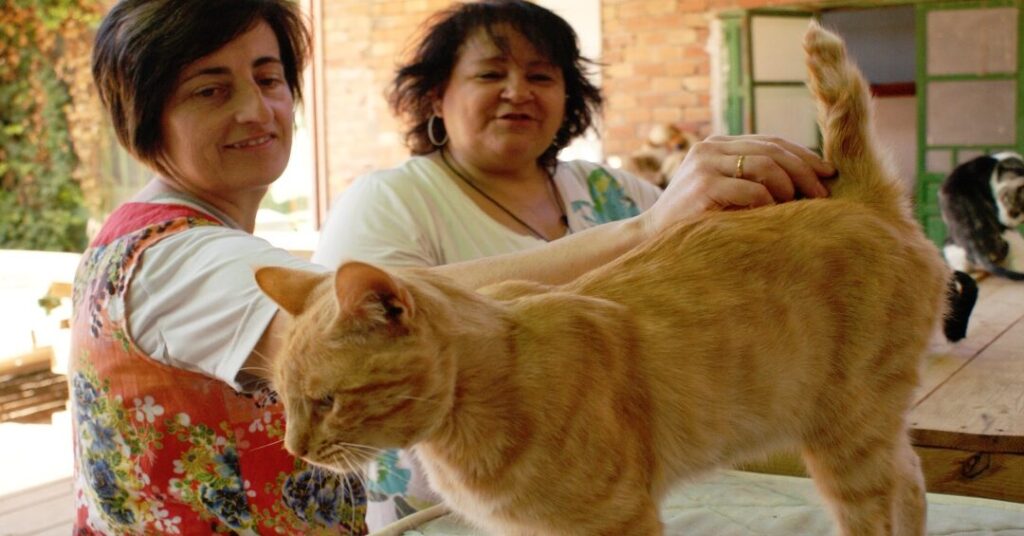 ¿Por qué se llaman Karen a los dueños de gatos? ¿Por qué se llaman Karen a los dueños de gatos?