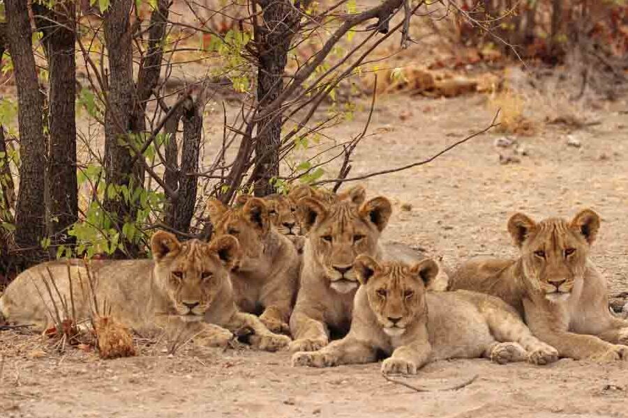 ¿Por qué se llaman los leones? ¿Por qué se llaman los leones?