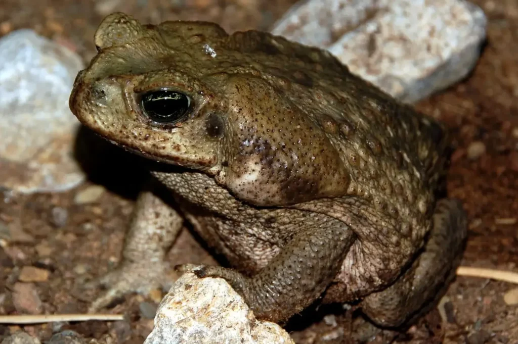 ¿Por qué se llama agüita de sapo? ¿Por qué se llama agüita de sapo?