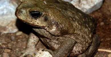 ¿Por qué se llama agüita de sapo? ¿Por qué se llama agüita de sapo?