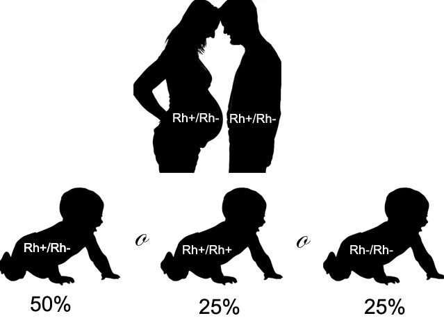 ¿Por qué se llama al factor Rh así? ¿Por qué se llama al factor Rh así?