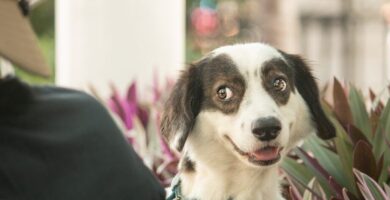 ¿Por qué se llama al perro Firulais? ¿Por qué se llama al perro Firulais?