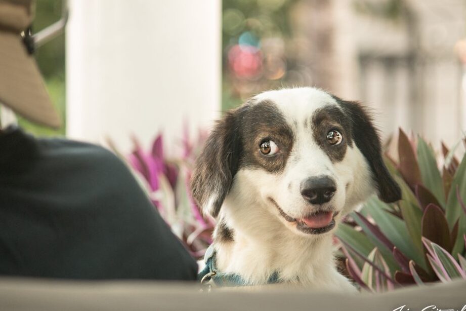 ¿Por qué se llama al perro Firulais? ¿Por qué se llama al perro Firulais?