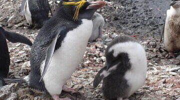 ¿Por qué se llama al pingüino pájaro bobo? ¿Por qué se llama al pingüino pájaro bobo?