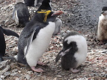 ¿Por qué se llama al pingüino pájaro bobo? ¿Por qué se llama al pingüino pájaro bobo?