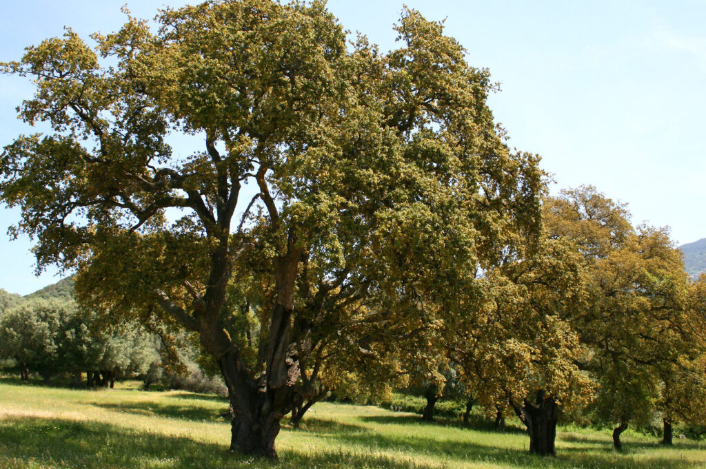 ¿Por qué se llama alcorcoque a un árbol? ¿Por qué se llama alcorcoque a un árbol?