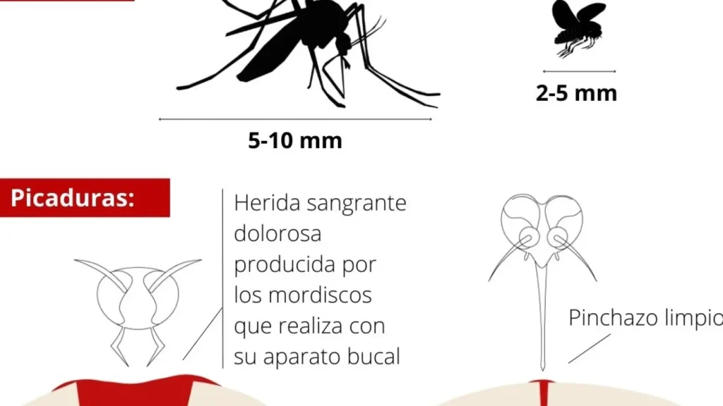 ¿Por qué se llama el mosquito tigre así? ¿Por qué se llama el mosquito tigre así?