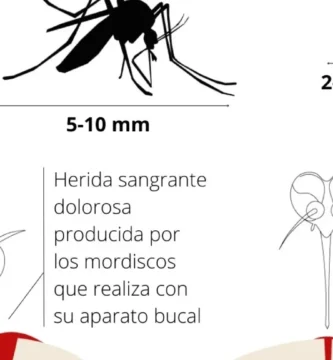 ¿Por qué se llama el mosquito tigre así?