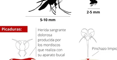 ¿Por qué se llama el mosquito tigre así? ¿Por qué se llama el mosquito tigre así?
