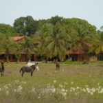 ¿Por qué se llama Llano de los Guancheros?