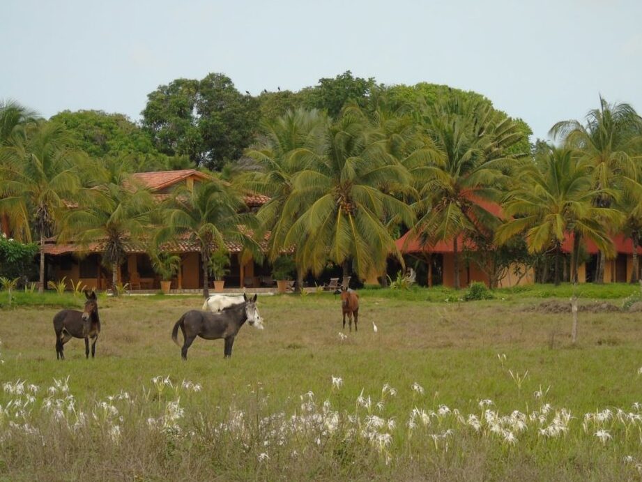 ¿Por qué se llama Llano de los Guancheros?